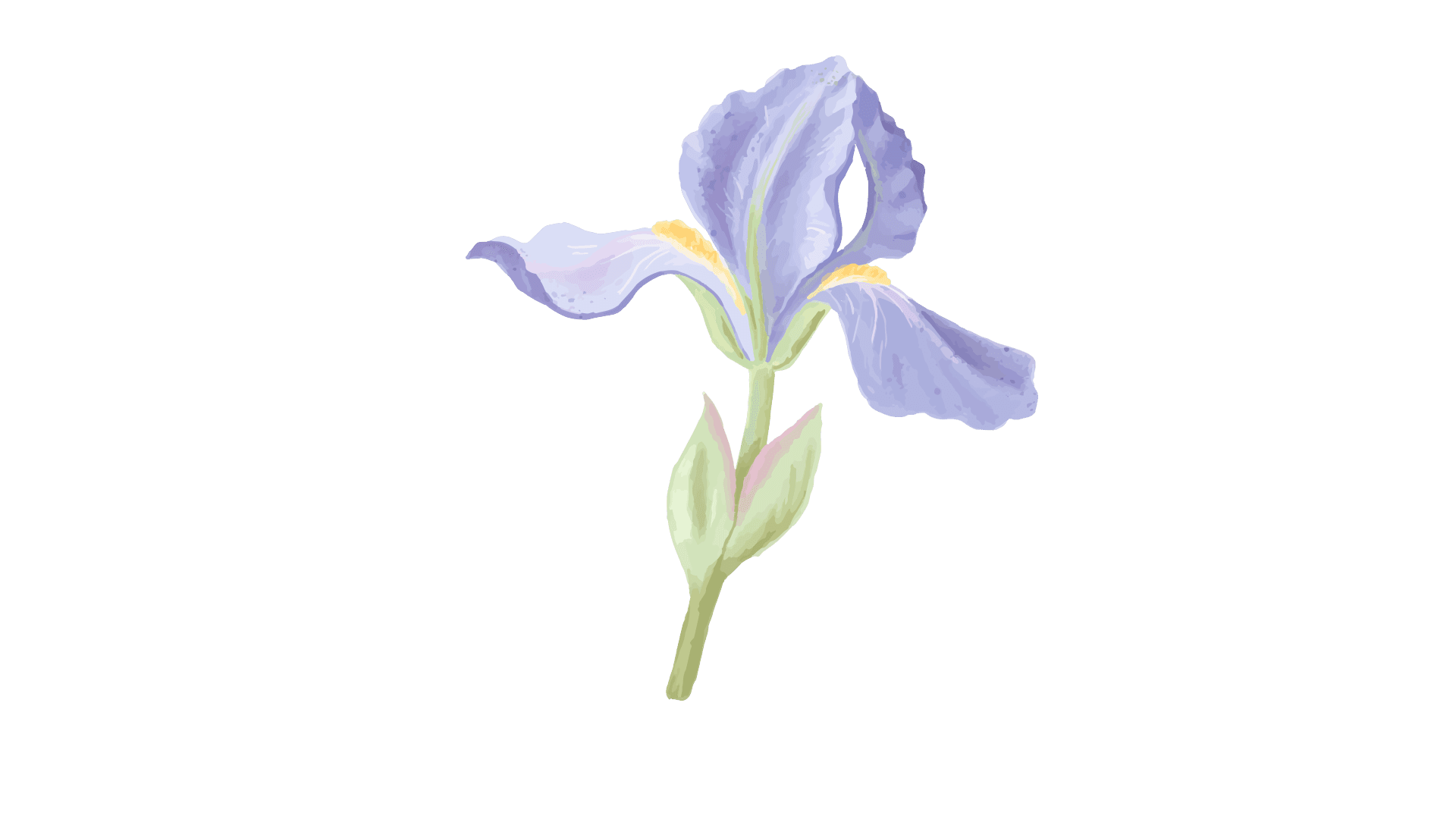 Bottom-left corner decoration